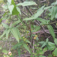 Euonymus semenovii (Euonymus semenovii)