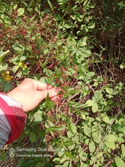 Euonymus semenovii (Euonymus semenovii)
