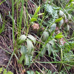 Euonymus semenovii (Euonymus semenovii)