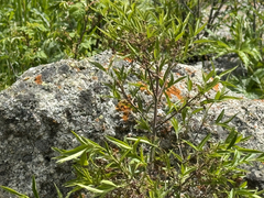 Euonymus semenovii (Euonymus semenovii)
