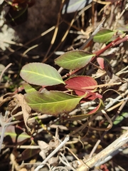 Euonymus semenovii (Euonymus semenovii)