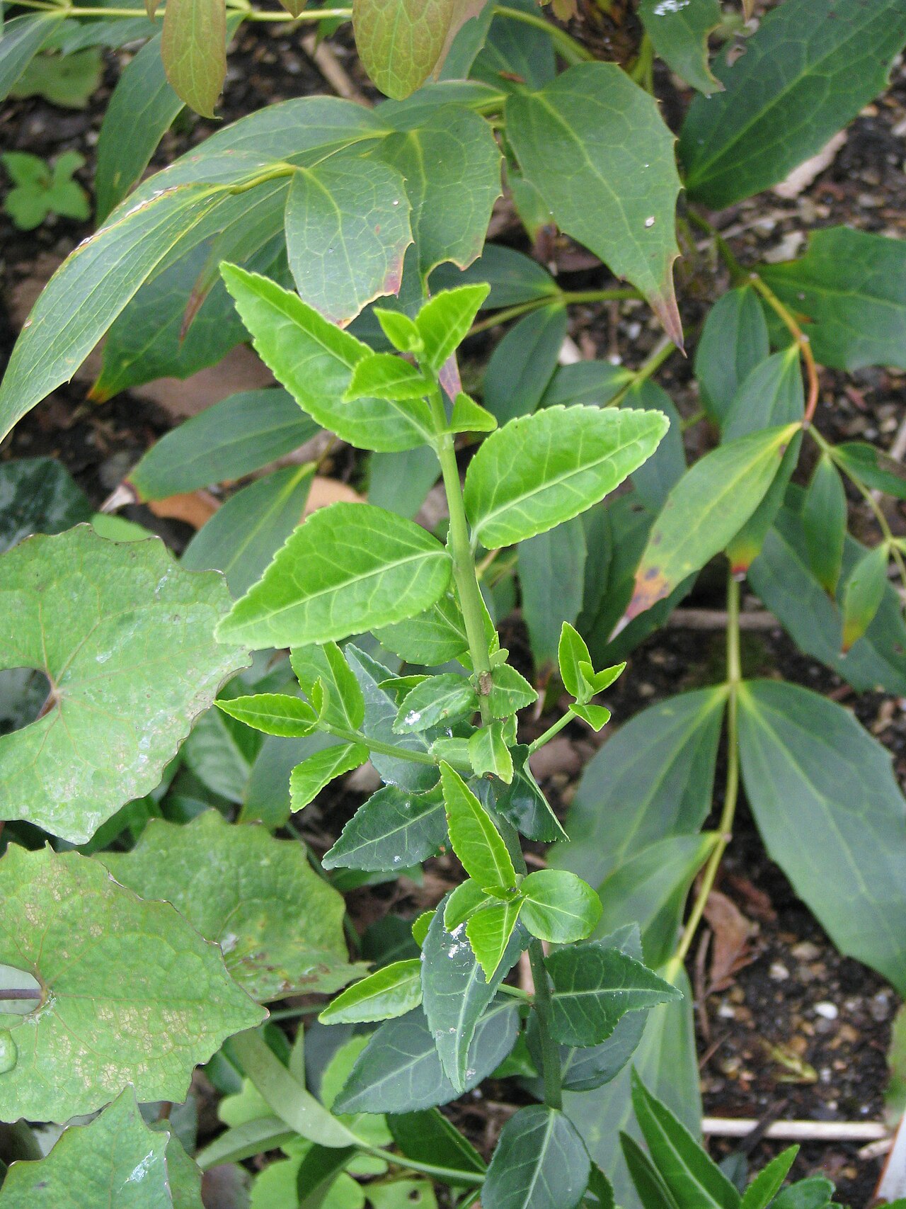 Euonymus spraguei: From the Plant Heritage exchange last year. Similar to fortunei - a subtle silver variegation emerges as the leaves mature
