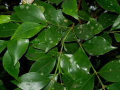 Euonymus tashiroi (Euonymus tashiroi)