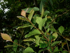 Euonymus tashiroi (Euonymus tashiroi)