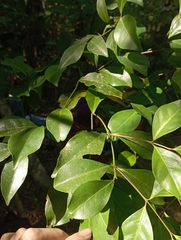Euonymus tashiroi (Euonymus tashiroi)