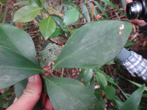Euonymus tashiroi (Euonymus tashiroi)