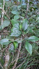 Euonymus tashiroi (Euonymus tashiroi)