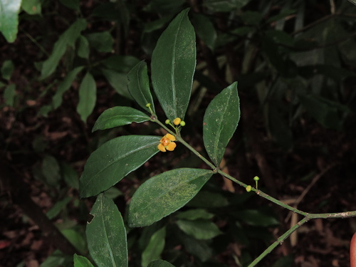 Euonymus tashiroi (Euonymus tashiroi)