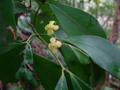 Euonymus tashiroi (Euonymus tashiroi)