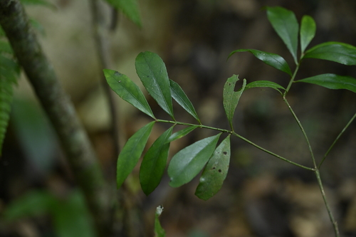 Euonymus tashiroi (Euonymus tashiroi)