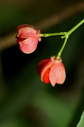 Euonymus tsoi (Euonymus tsoi)