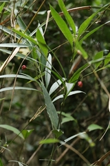 Euonymus tsoi (Euonymus tsoi)