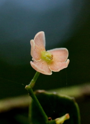 Euonymus tsoi (Euonymus tsoi)