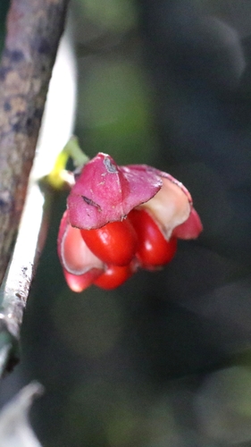 Euonymus tsoi (Euonymus tsoi)