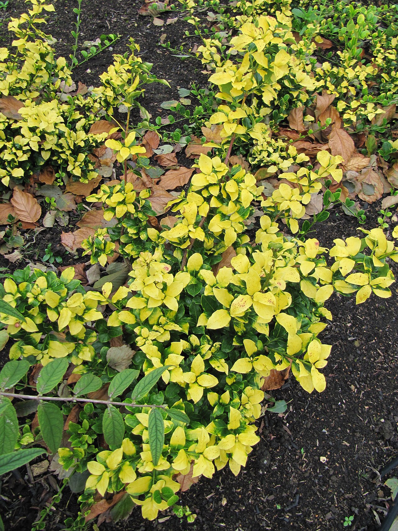 Euonymus vagans: Another beautiful October day ... this time we headed for Wakehurst Place near Ardingly, West Sussex.