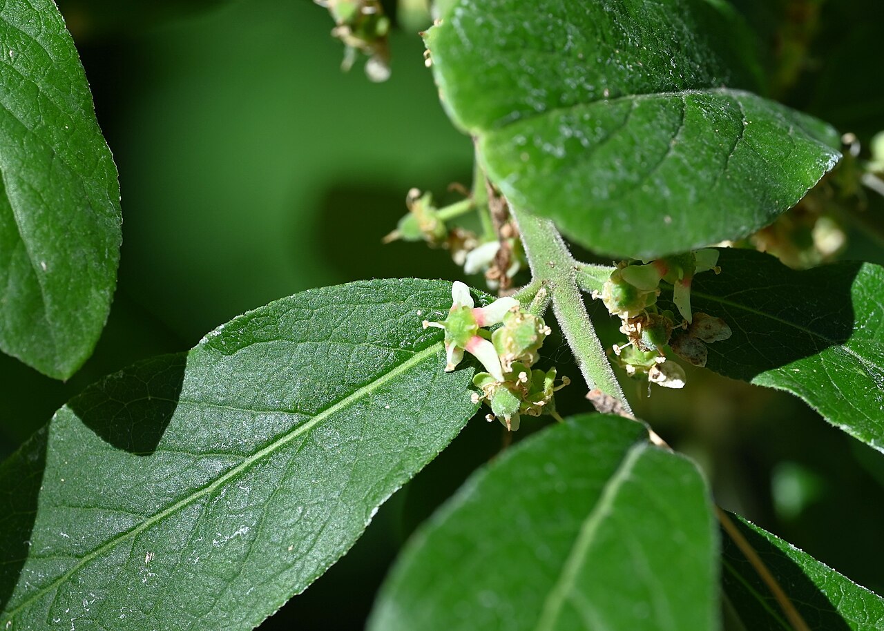 Euonymus velutinus: Euonymus velutinus in the Botanischer Garten, Berlin-Dahlem