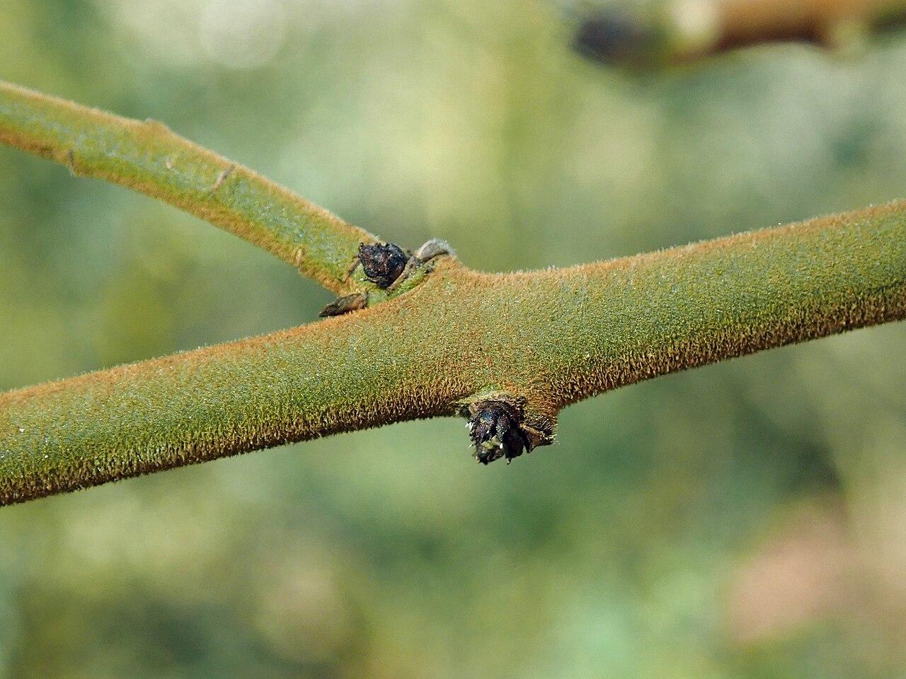 Euonymus velutinus: Euonymus velutinus , botanical garden in Berlin.