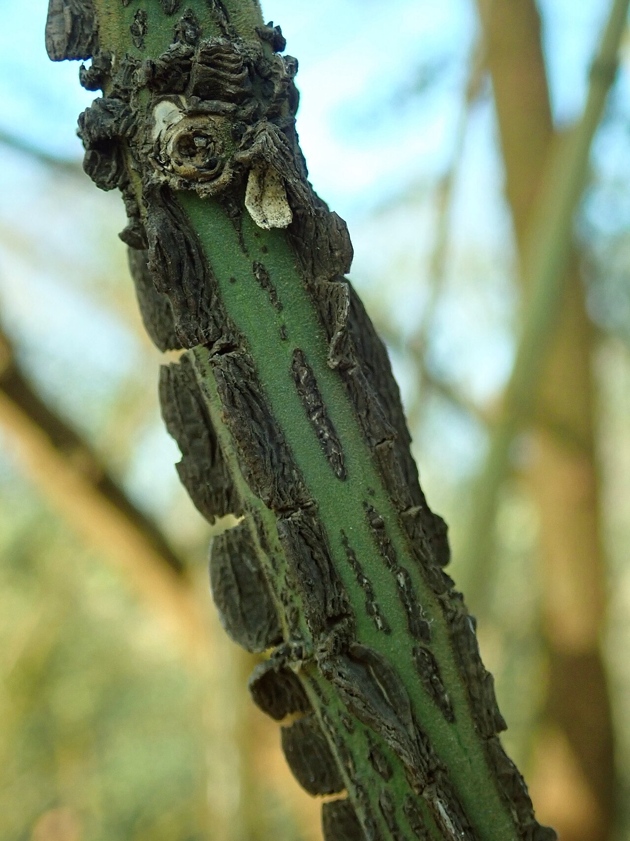Euonymus velutinus: Euonymus velutinus , botanical garden in Berlin.