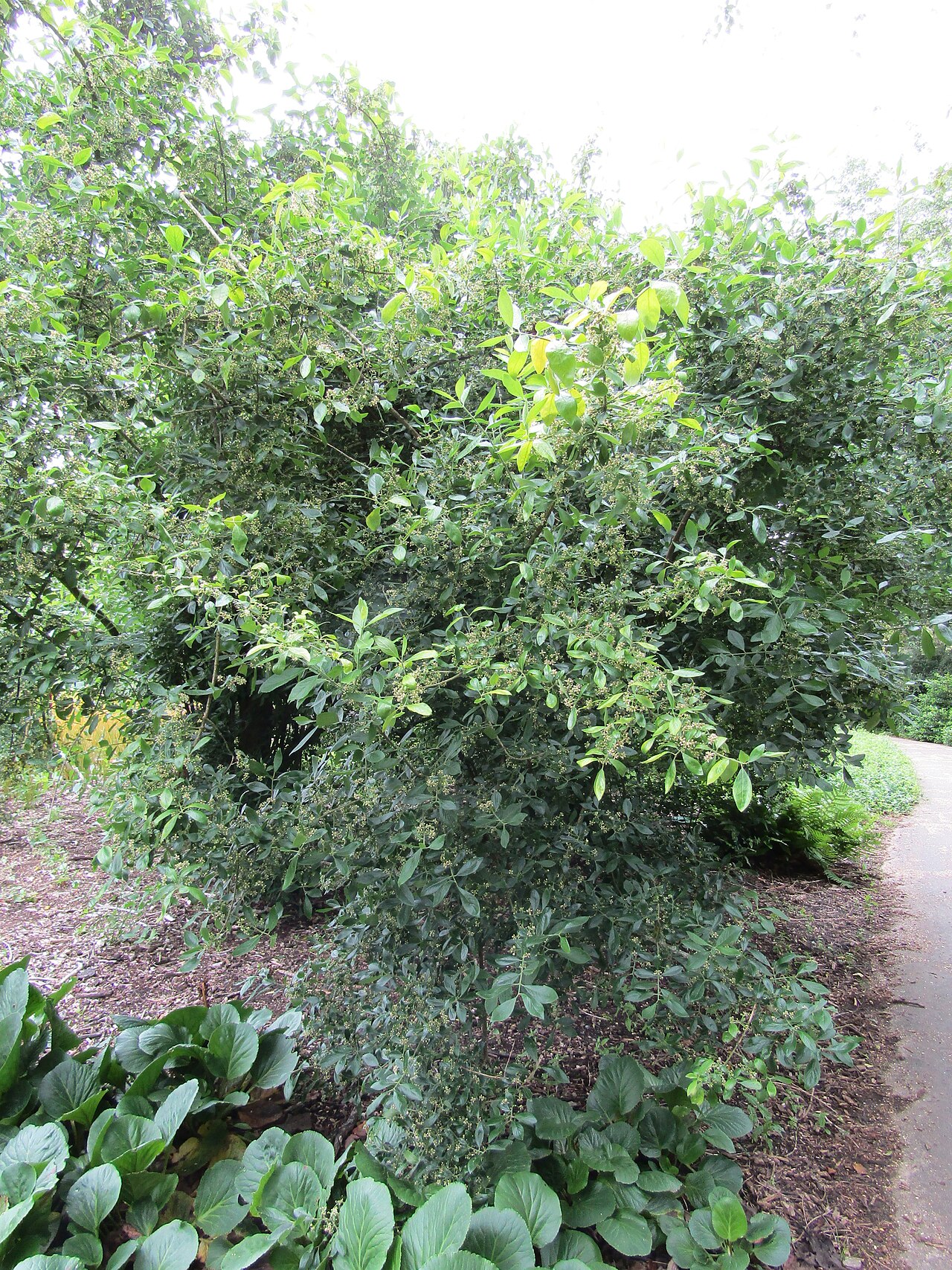 Euonymus velutinus: Sir Harold Hillier Gardens near Romsey, Hampshire ... our first visit here, but definitely not the last!