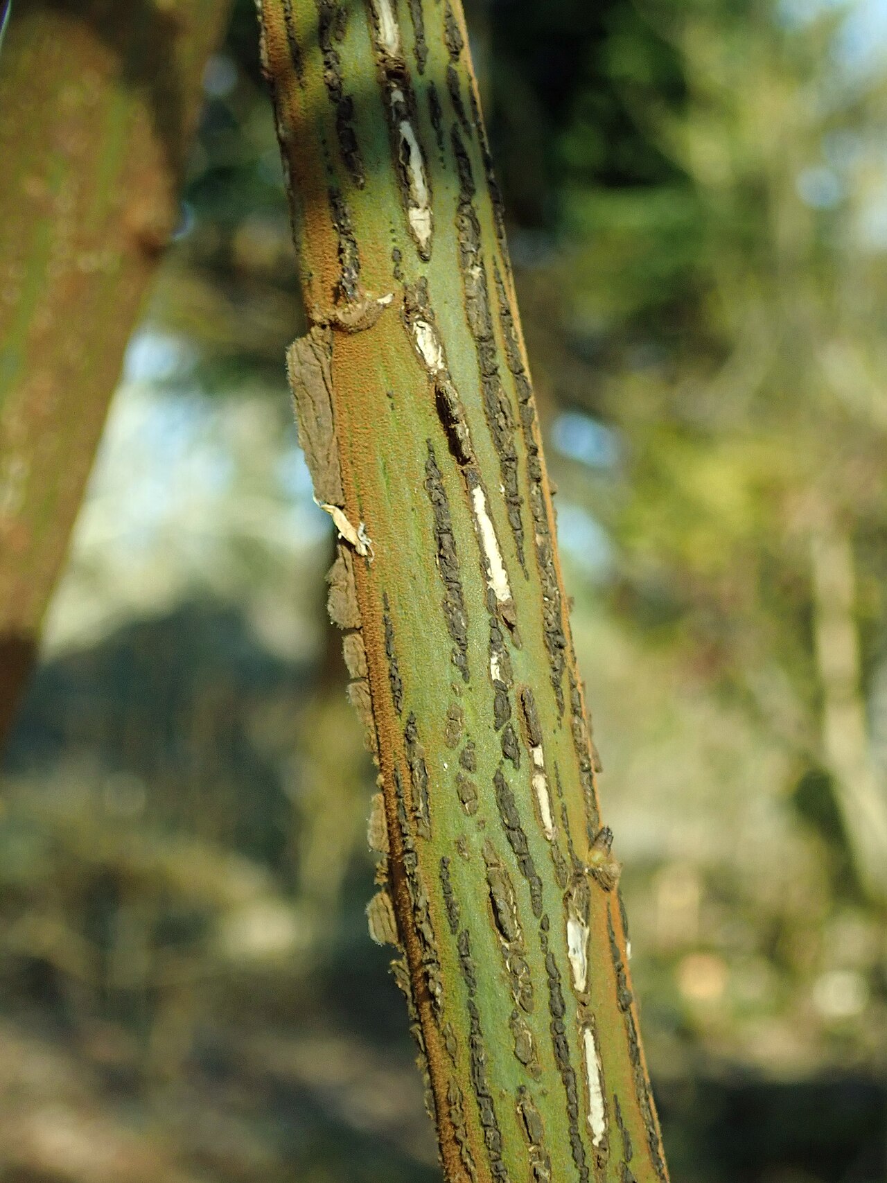 Euonymus velutinus: Euonymus velutinus , botanical garden in Berlin.