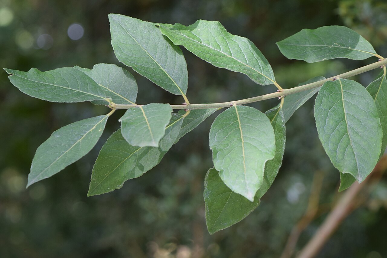 Euonymus velutinus: Euonymus velutinus in the Botanischer Garten, Berlin-Dahlem