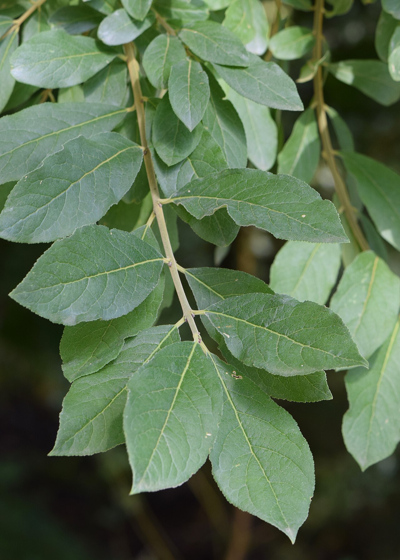 Euonymus velutinus: Euonymus velutinus in the Botanischer Garten, Berlin-Dahlem
