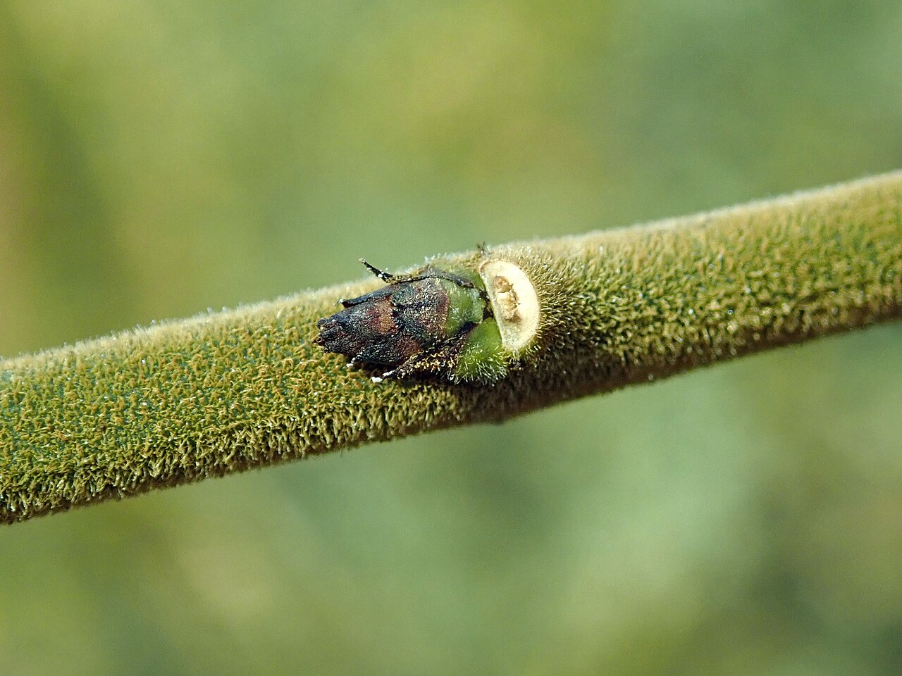 Euonymus velutinus: Euonymus velutinus , botanical garden in Berlin.