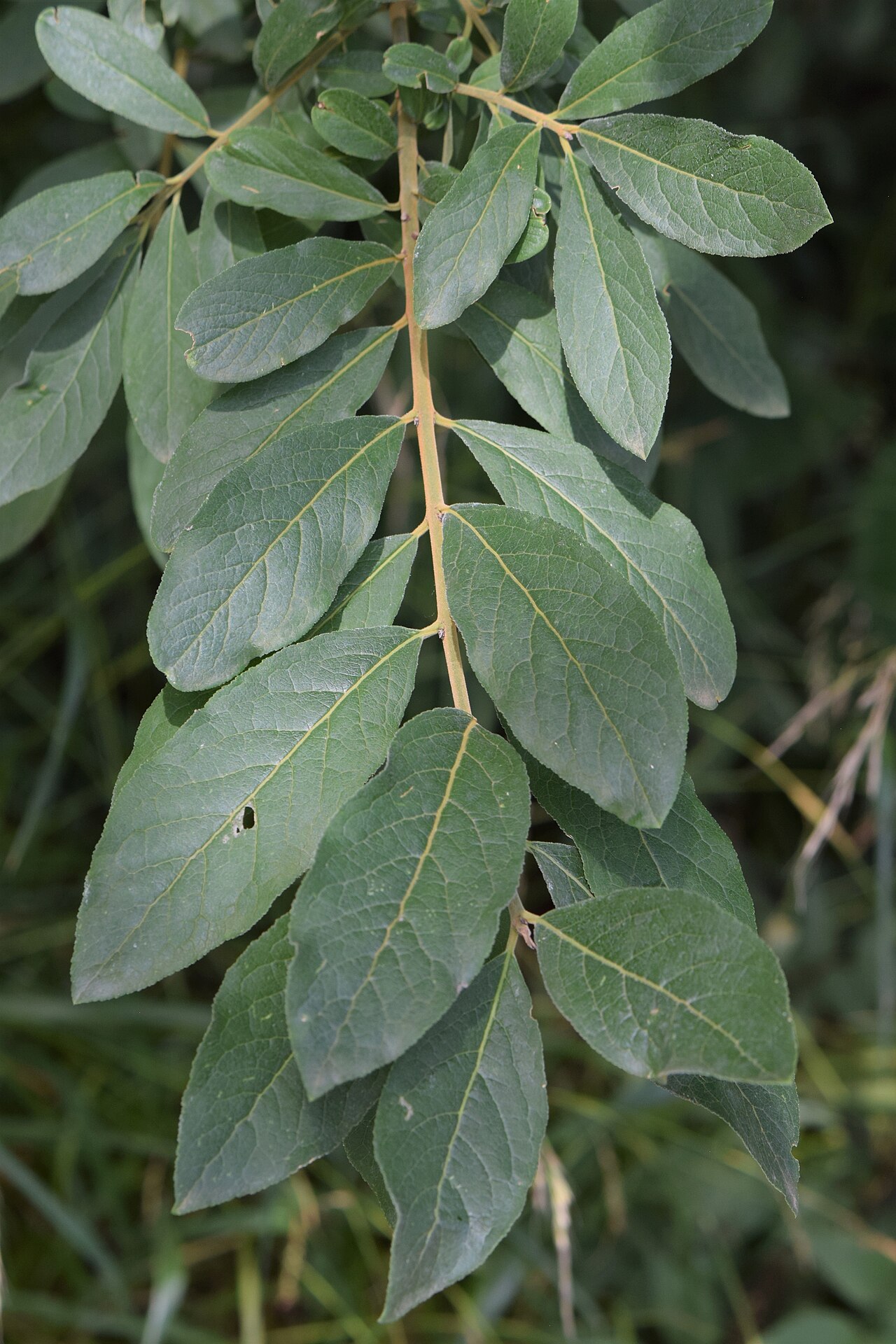 Euonymus velutinus: Euonymus velutinus in the Botanischer Garten, Berlin-Dahlem