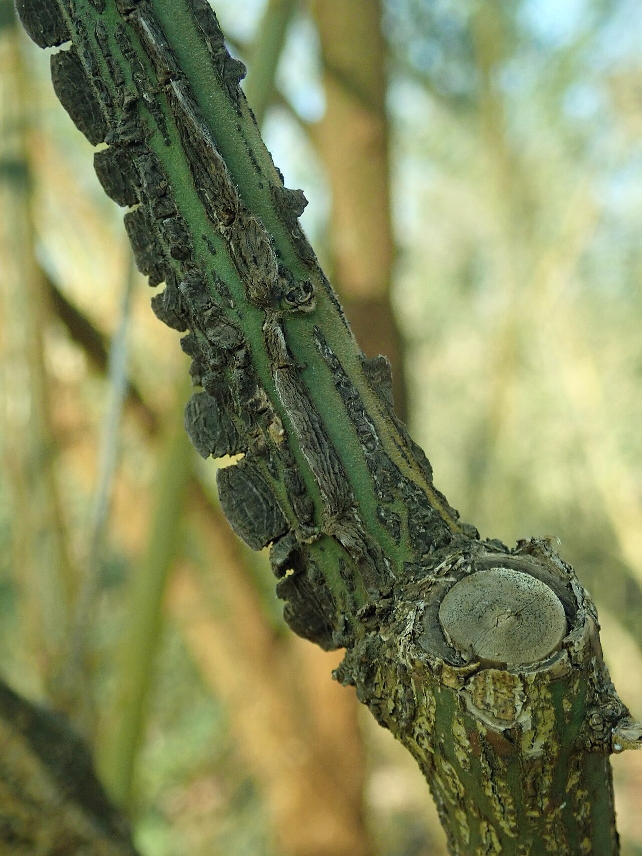 Euonymus velutinus: Euonymus velutinus , botanical garden in Berlin.