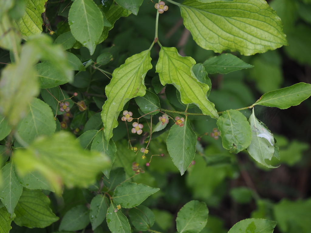Euonymus verrucosus (Euonymus verrucosus)