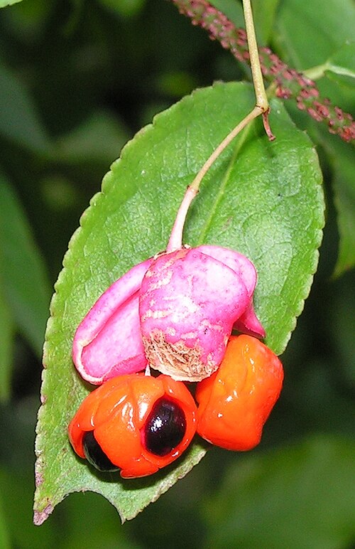 Euonymus verrucosus: The fruit of Euonymus verrucosus . Moscow region, Russia.