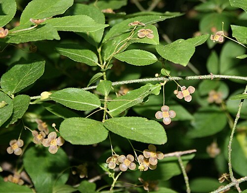 Euonymus verrucosus: Warzen-Spindelstrauch ( Euonymus verrucosa ), Baumwürgergewächse (Celastraceae) - Österreich/Austria/Autriche: Wien, Schönbrunn