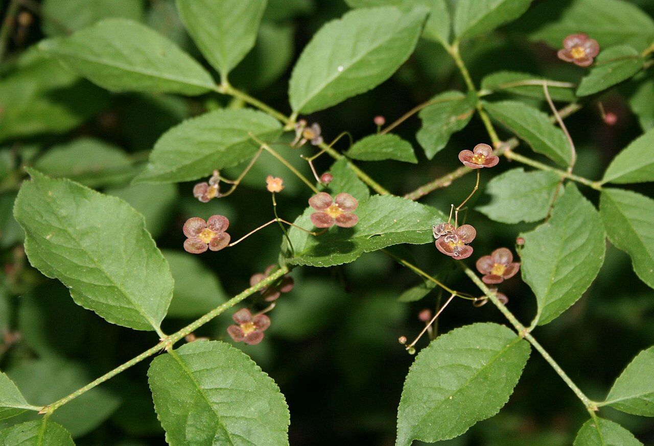 Euonymus verrucosus: Warzen-Spindelstrauch ( Euonymus verrucosa ), Baumwürgergewächse (Celastraceae) - Österreich/Austria/Autriche: Wien, Schönbrunn