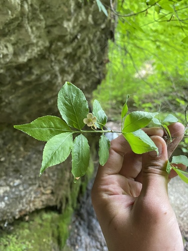 Euonymus verrucosus (Euonymus verrucosus)
