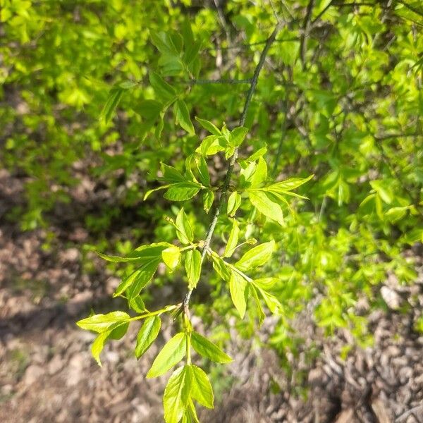 Euonymus verrucosus (Euonymus verrucosus)