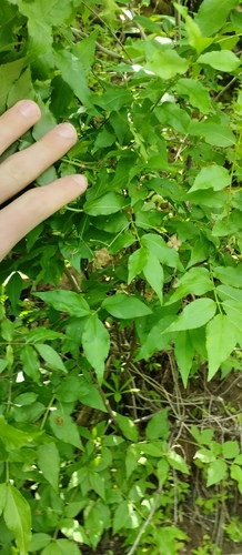 Euonymus verrucosus (Euonymus verrucosus)