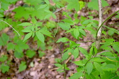 Euonymus verrucosus (Euonymus verrucosus)