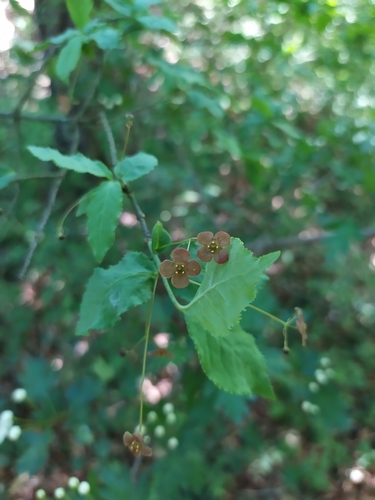 Euonymus verrucosus (Euonymus verrucosus)