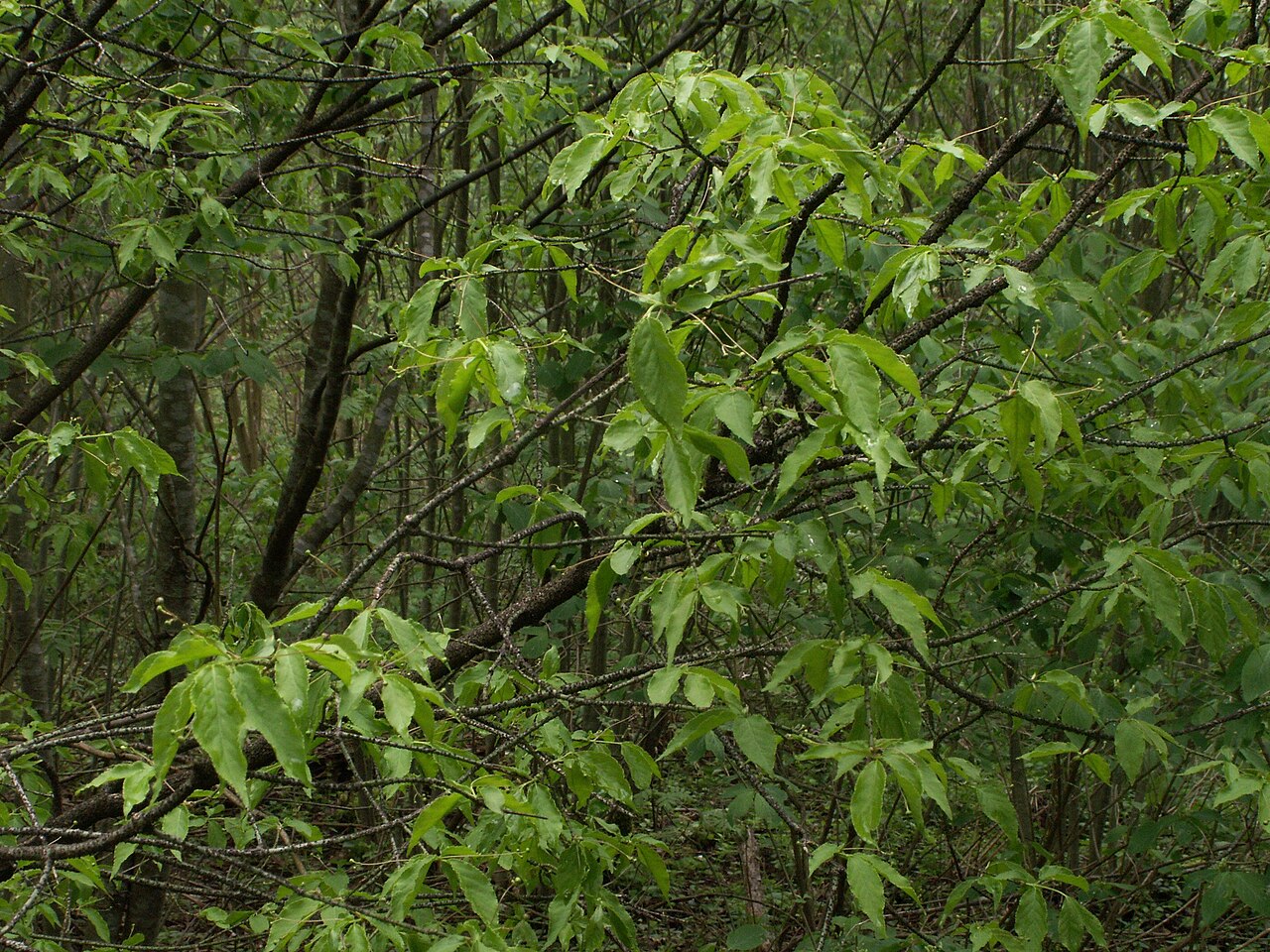 Euonymus verrucosus: Euonymus verrucosa, habitus
