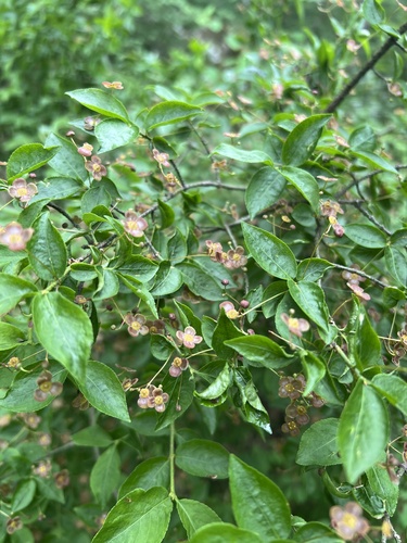 Euonymus verrucosus (Euonymus verrucosus)