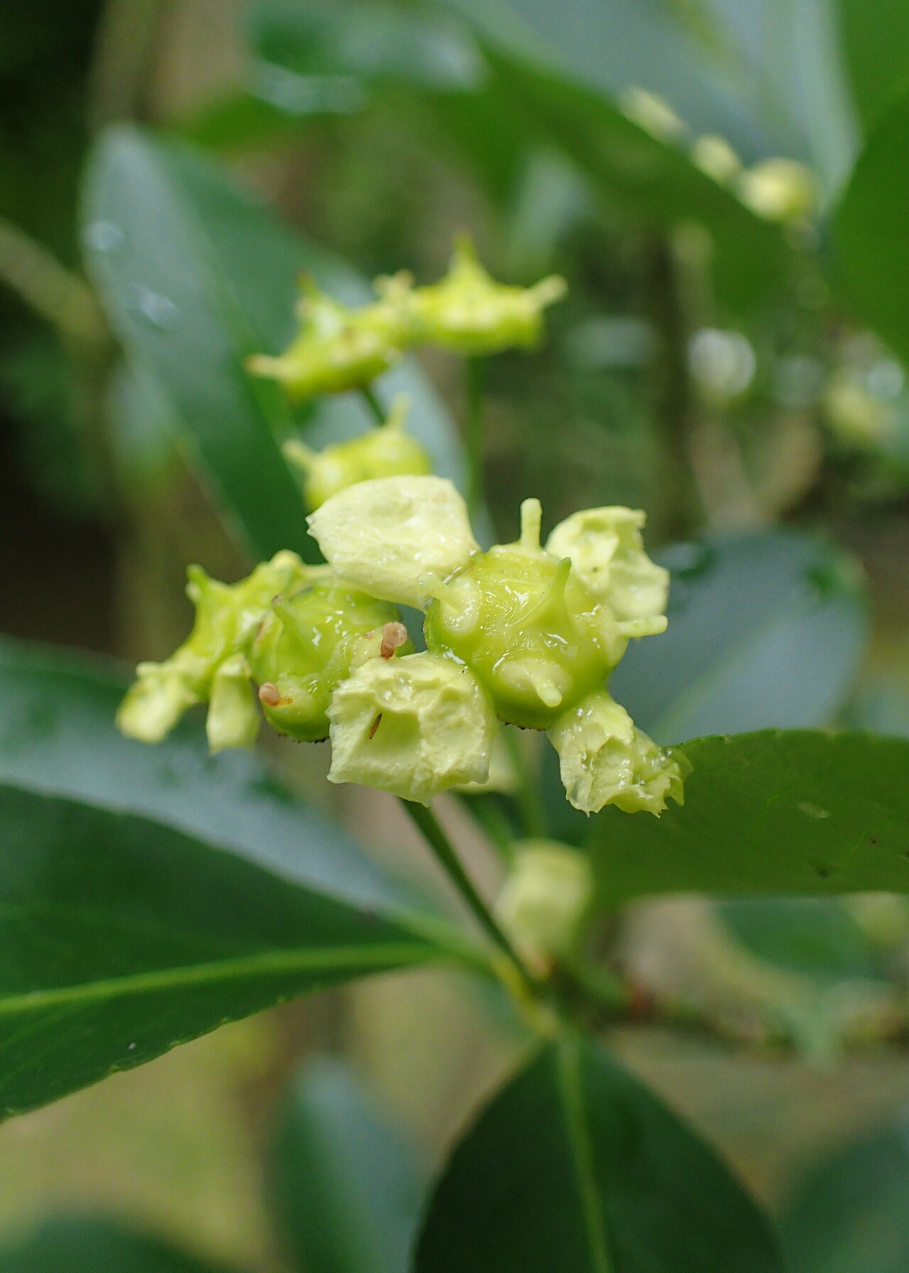 Euonymus yunnanensis: Euonymus yunnanensis of arboretum in Glinna