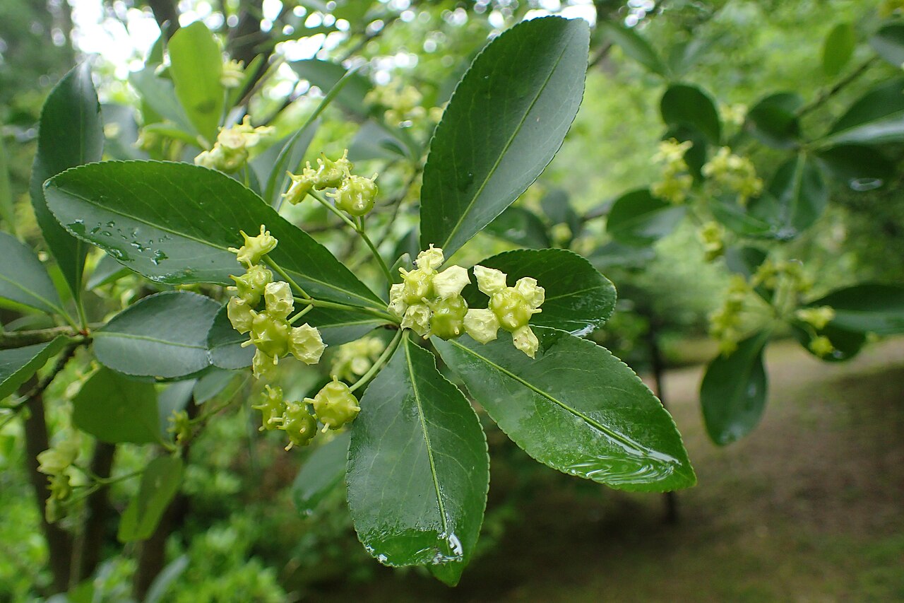 Euonymus yunnanensis: Euonymus yunnanensis of arboretum in Glinna