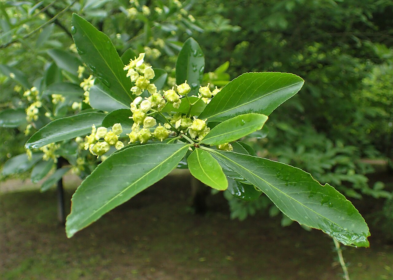 Euonymus yunnanensis: Euonymus yunnanensis of arboretum in Glinna