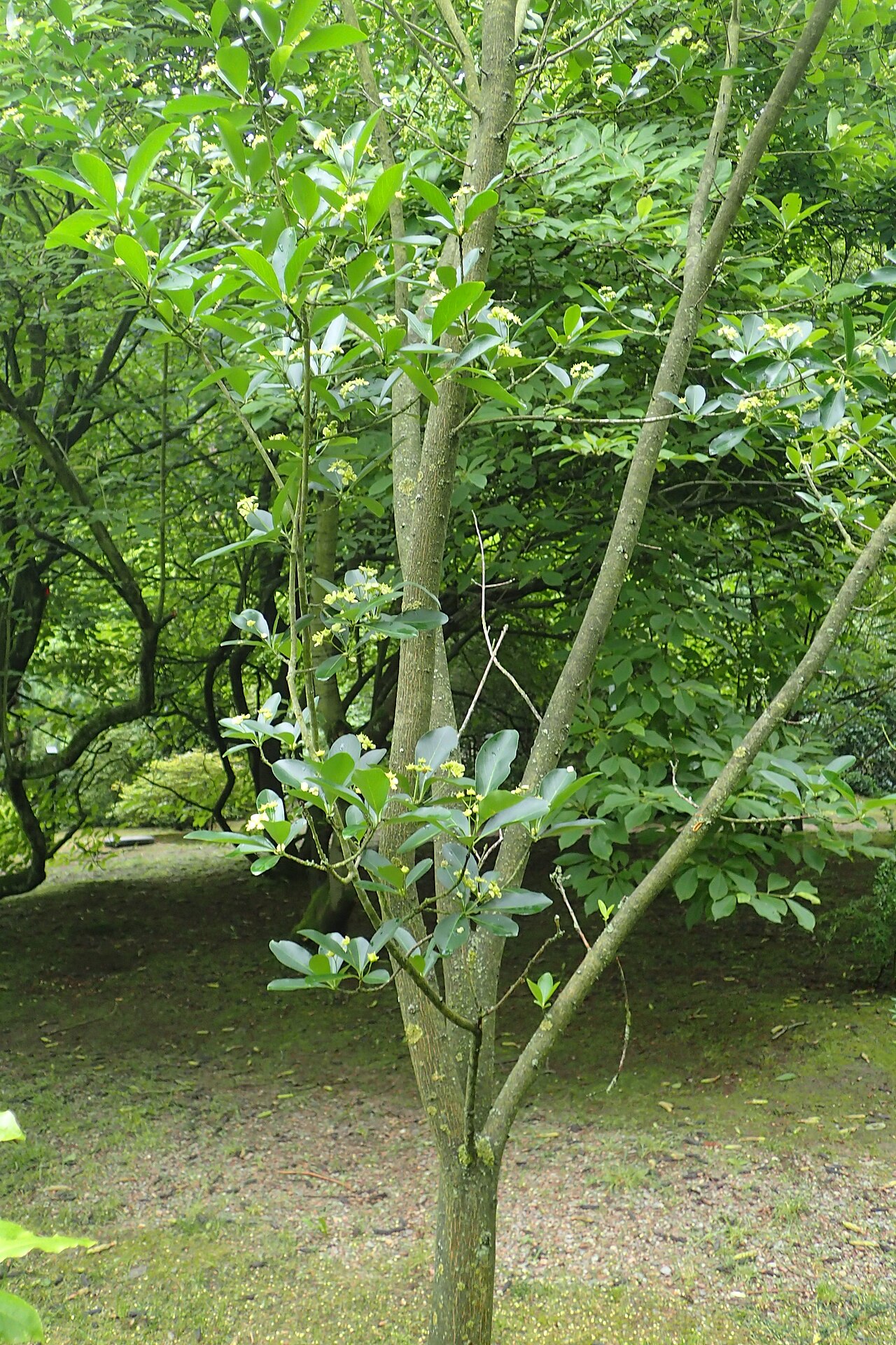 Euonymus yunnanensis: Euonymus yunnanensis of arboretum in Glinna