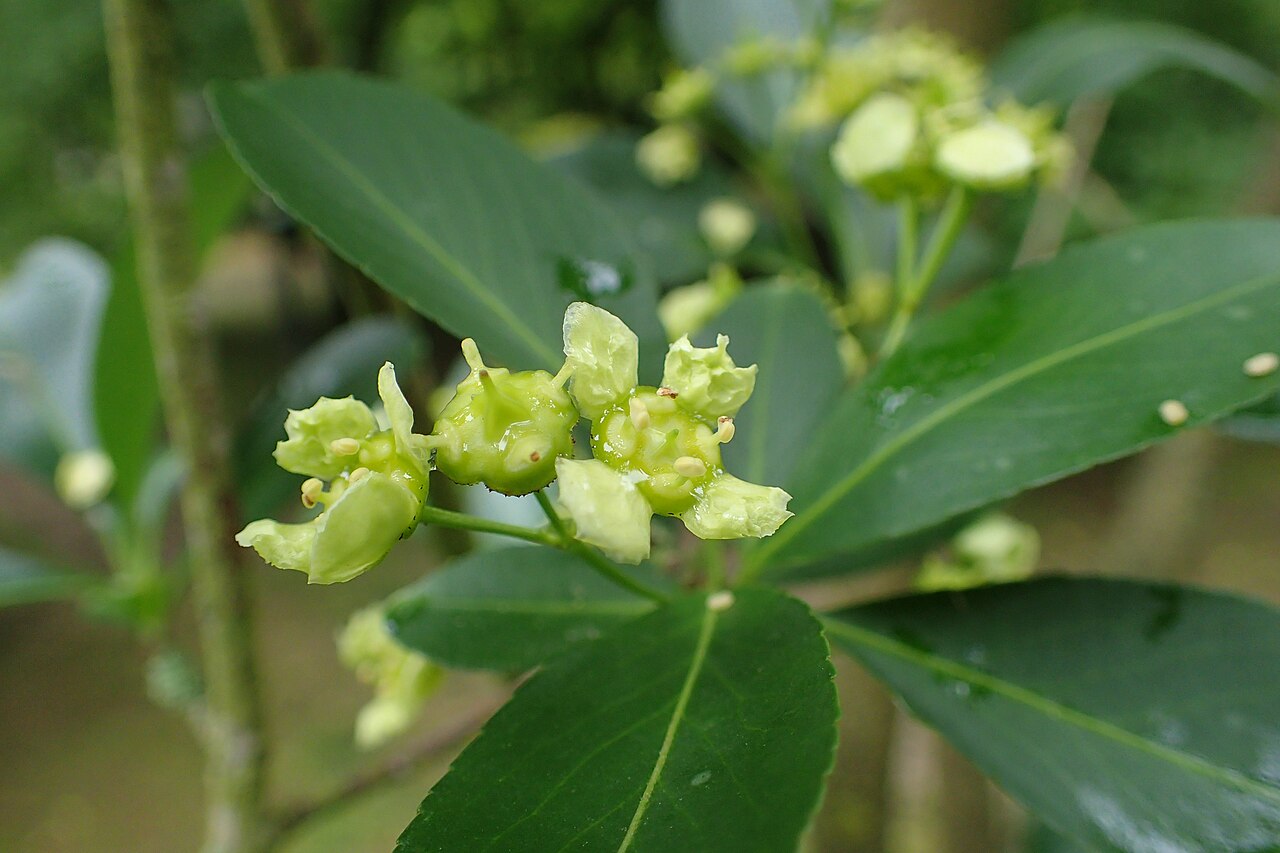Euonymus yunnanensis: Euonymus yunnanensis of arboretum in Glinna