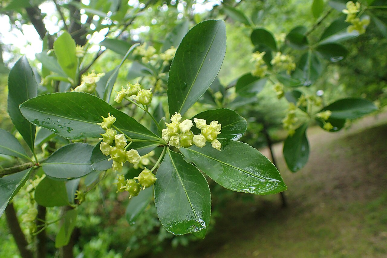 Euonymus yunnanensis: Euonymus yunnanensis of arboretum in Glinna