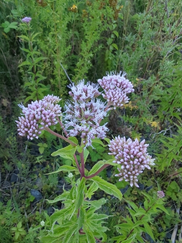 Hemp-agrimony (Eupatorium cannabinum)