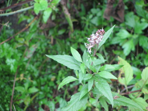 Hemp-agrimony (Eupatorium cannabinum)