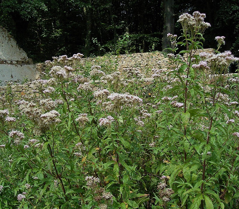 Hemp-agrimony: Eupatorium cannabinum