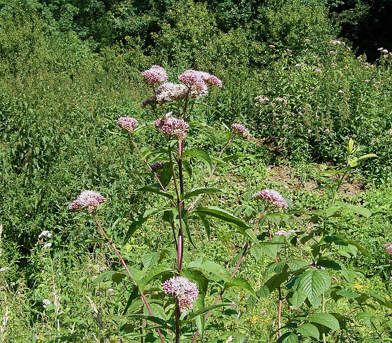 Hemp-agrimony: Eupatorium cannabinum